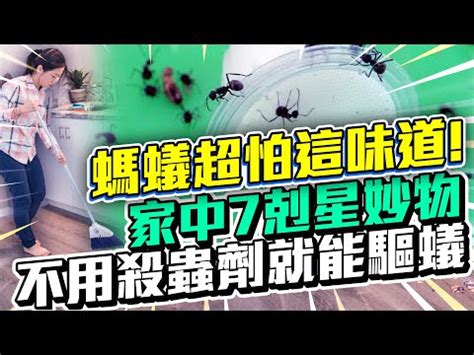 吸引螞蟻的體質|螞蟻